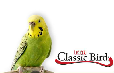 classic bird